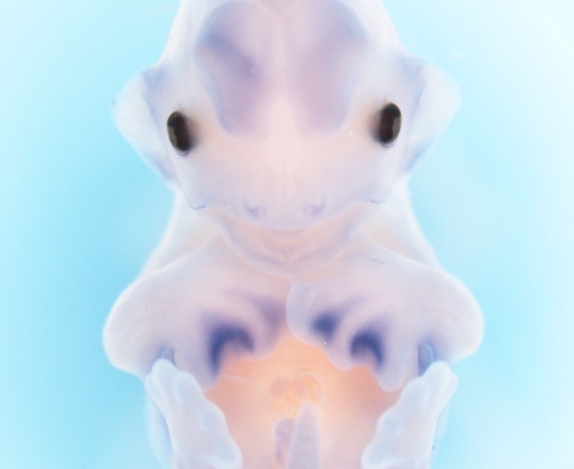 What’s in a Wing? by Mandy Mason