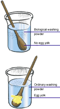 Enzymes In Washing Powder Www Macj Com Br